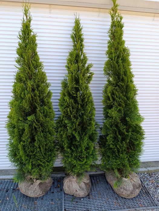 Tuja szmaragd 170 cm
