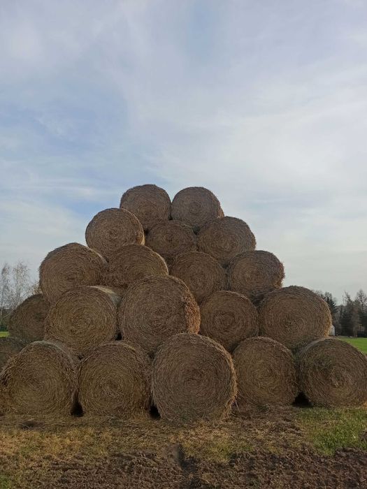 Słoma pszenna, bele 160 cm