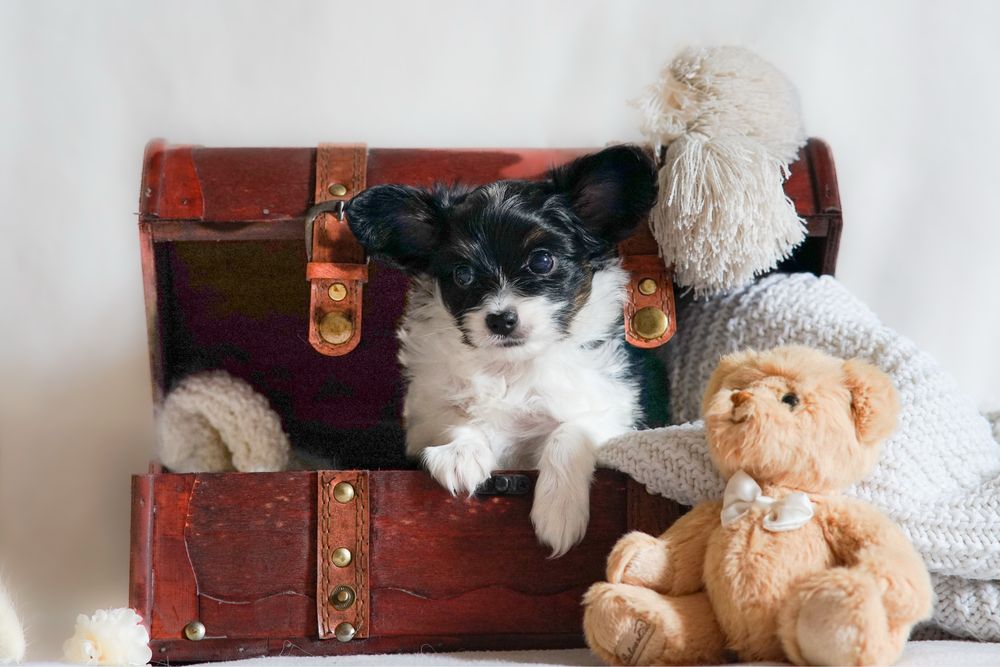 Papillon po championach