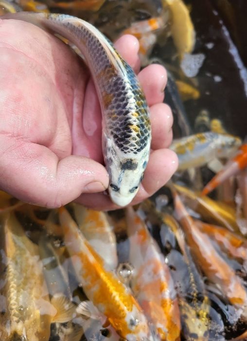 Koi karp karaś orfa złoty lin amur