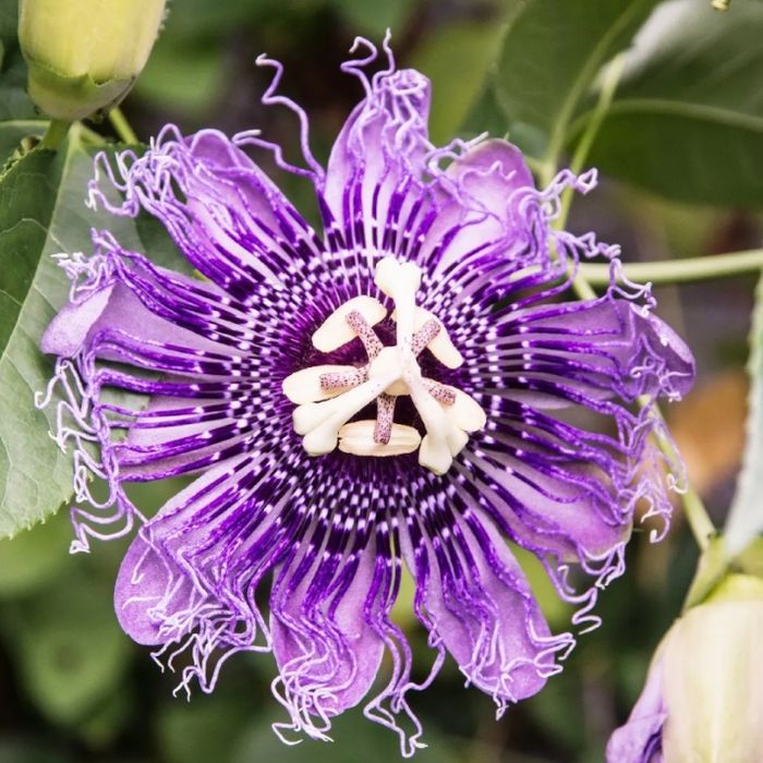 mrozoodporna Męczennica cielista (Passiflora incarnata) do -23 C