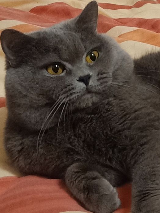 В'язка британського кота