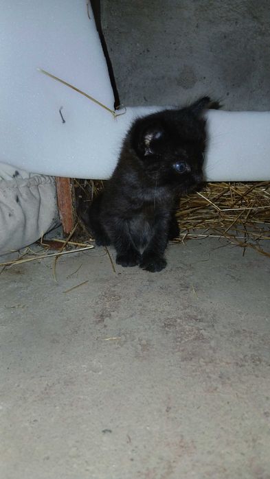 Gatinhos esperam por uma família