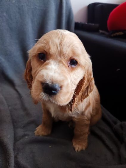 Szczeniaki szukają domu