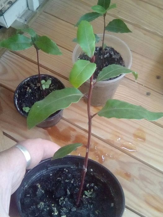 Лавр кімнатний зкс