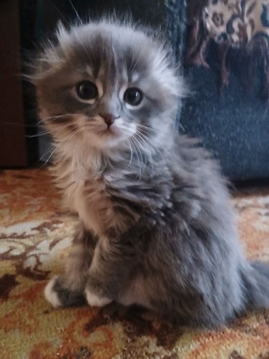 Подам шотландскую, вислоухую девочку.