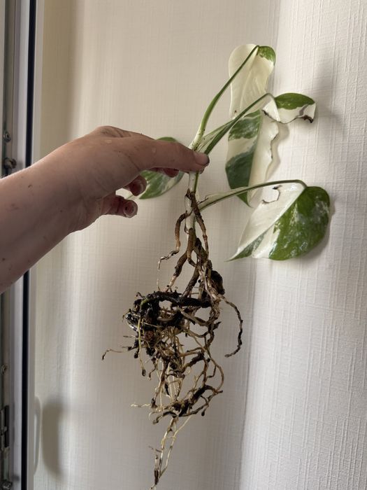 Монстера Альба Variegata