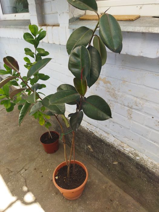 Продам комнатные цветы. Фикусы и драцену.