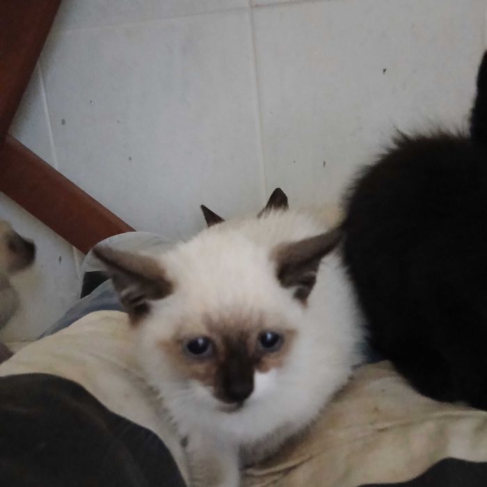Gatinhos para adoção responsável