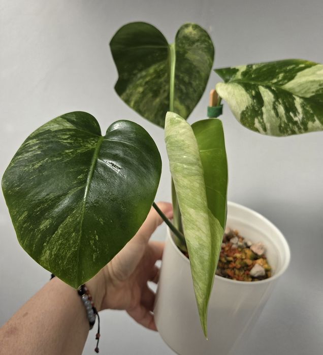 Monstera Jungle Minty  - oryginalna roślina z Tajlandii.