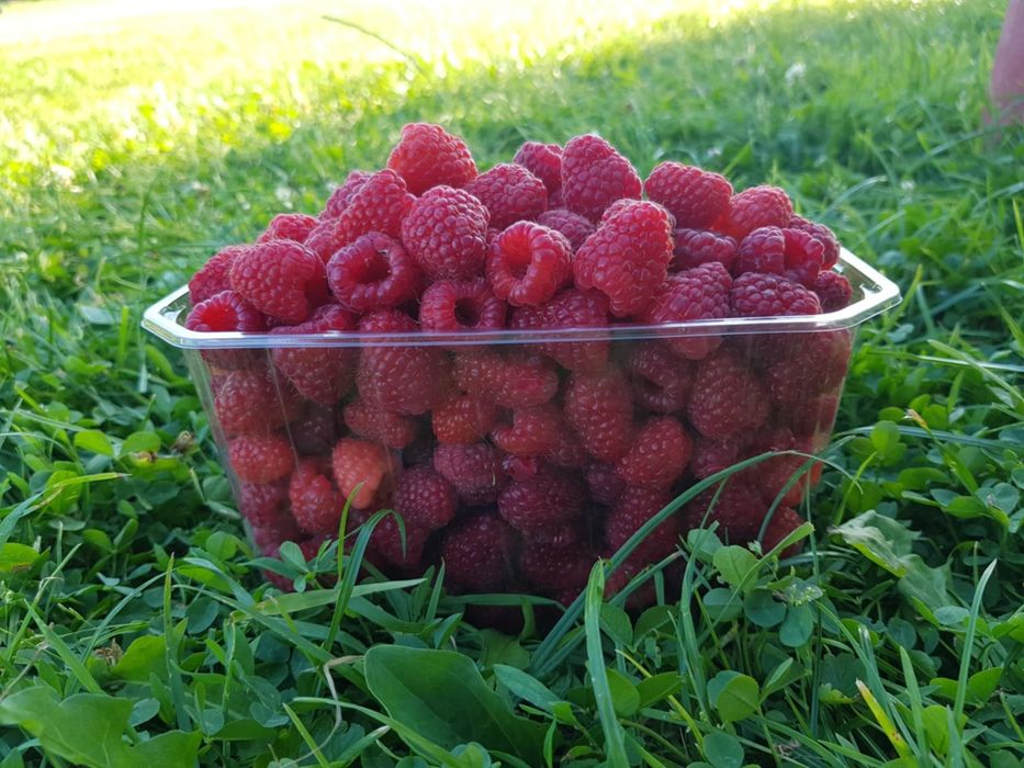 Sprzedam maliny zbiór po 24.08