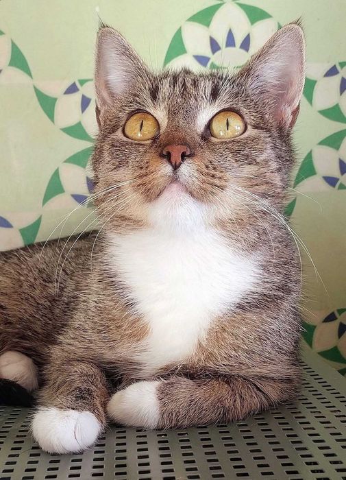 Kotka Miranda szuka domku