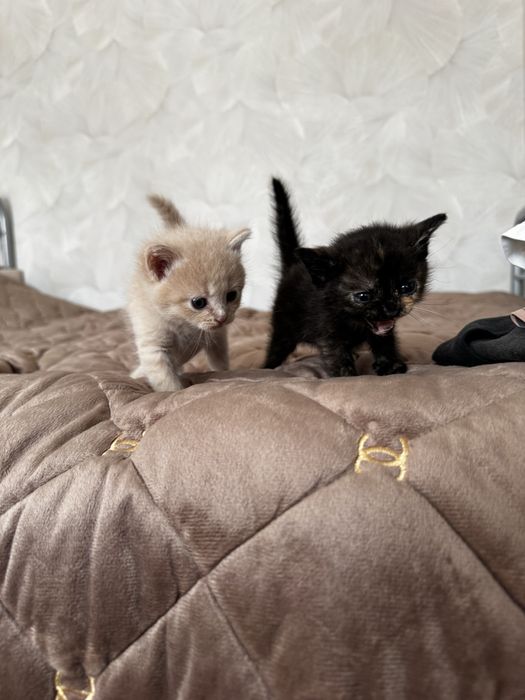 Кошенята, котята, котики кішка кіт віддам, безкоштовно
