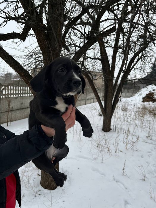 Цуцетяна/щенки  німецького боксера