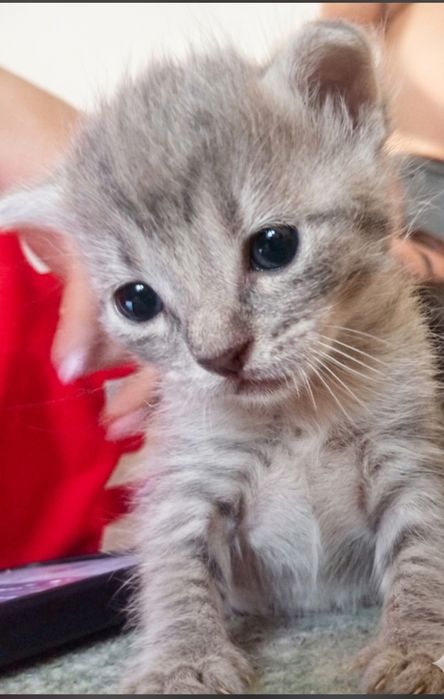 Dou filhote de gato