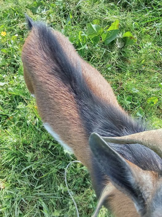 Carneiro suffolk puro certificado e cabrito anão