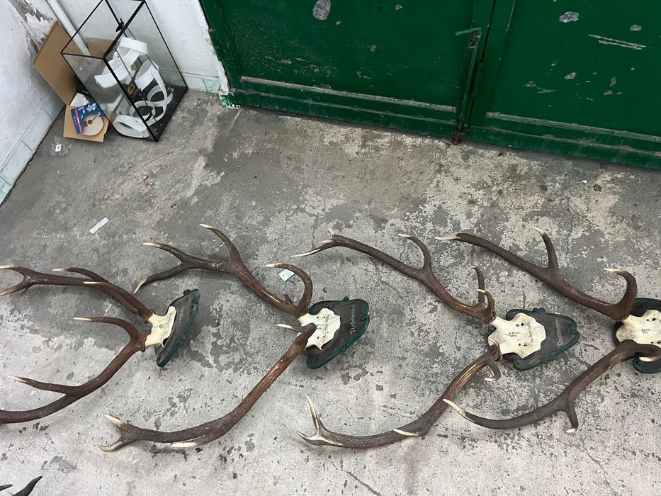 Conjunto de trofeus de caça