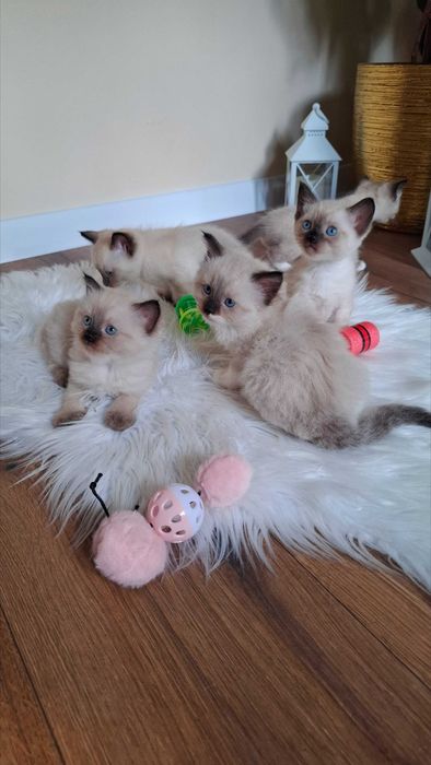 Piękna kotka Ragdoll
