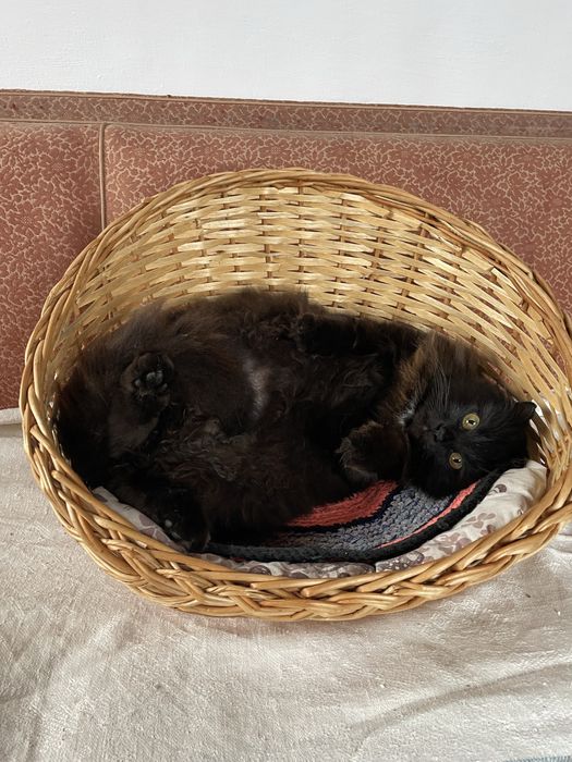 Кошечка Нора, отдаем в добрые руки