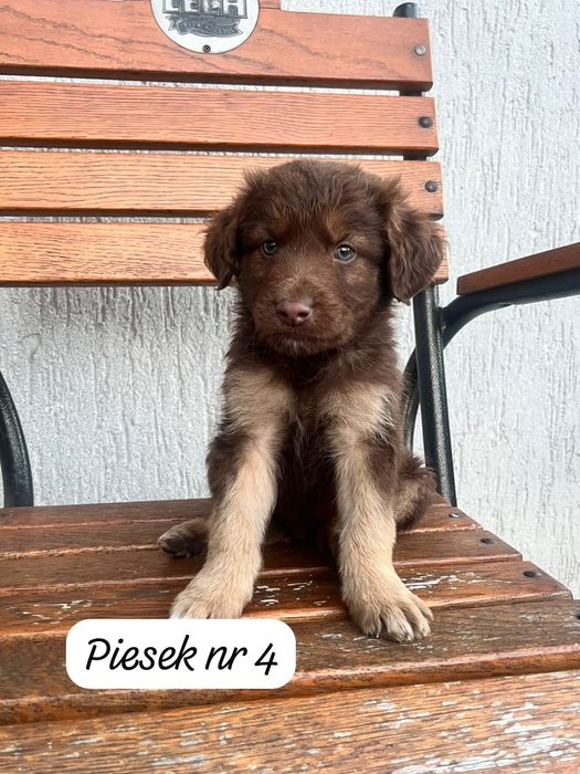 Oddam pieskai za darmo, zarezerwowany