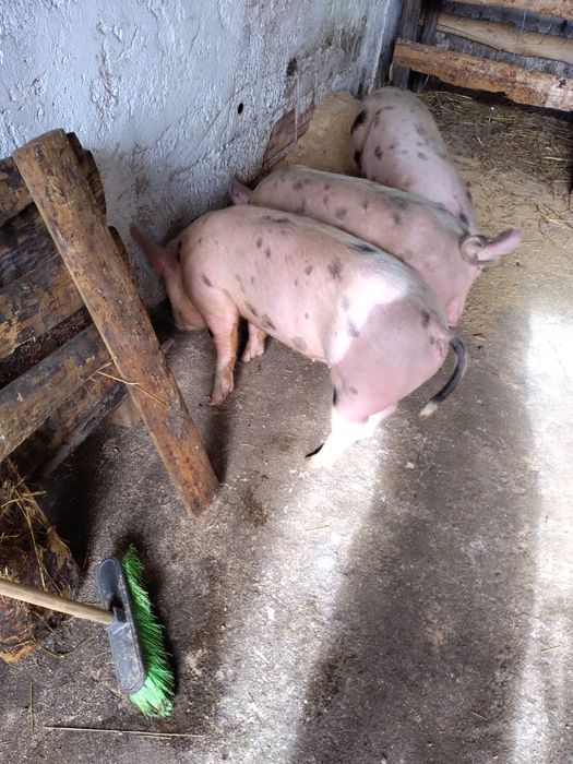 3 porcas raça pietran