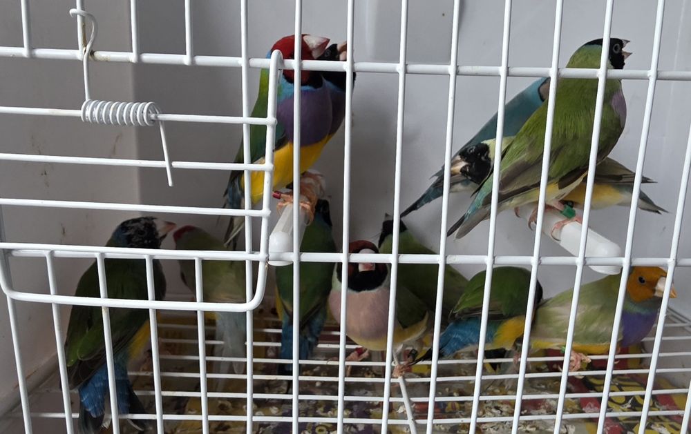 Vendo diamante gould