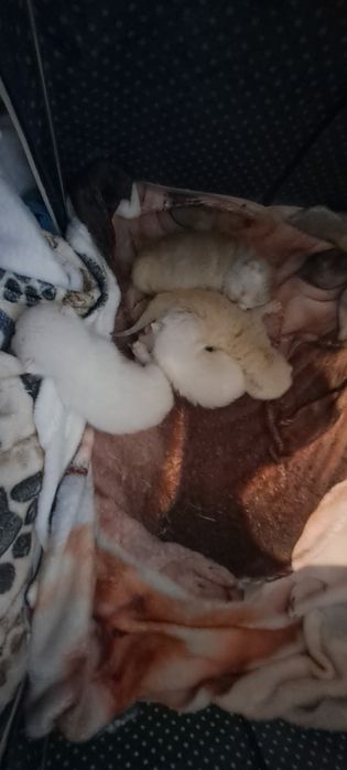 Кот Шотландский на вязку