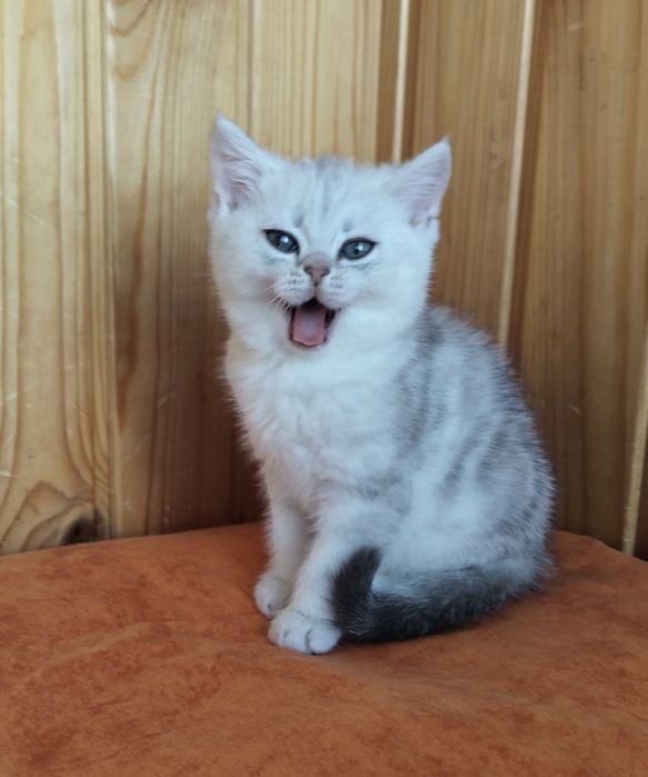 Ніжний біленький принц