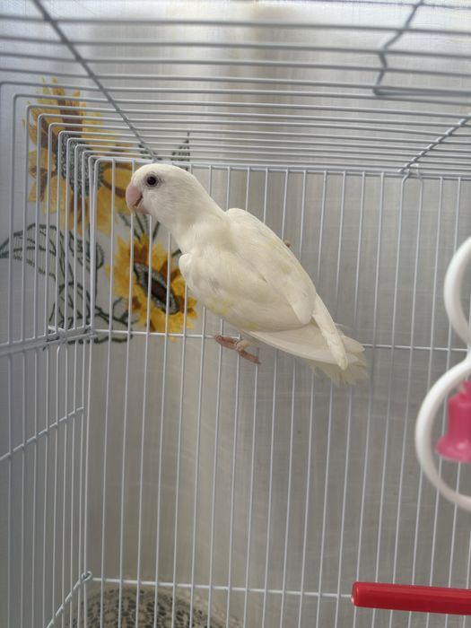 Agaporni Roseicollis Longfeather Fêmea Sexada
