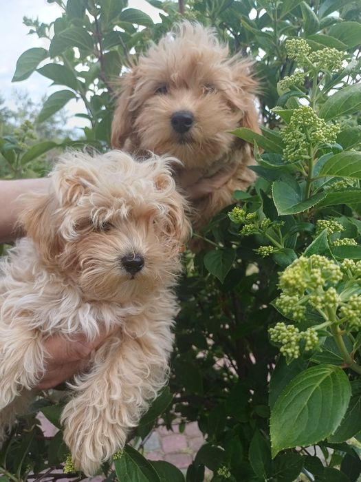 Maltipoo sliczny piesek
