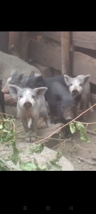 поросята продам , кармалы и вьетнамские