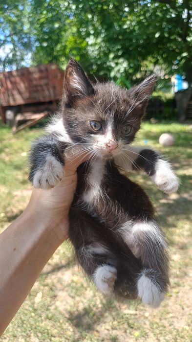Віддам кошенят безкоштовно