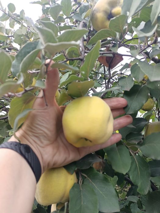 Продам  пахучу айву