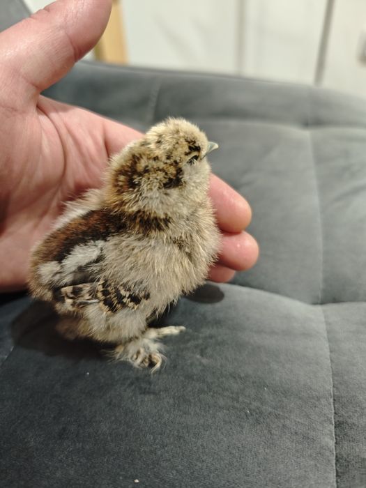 Silka  Kurczaki jedwabiste, Silki USA