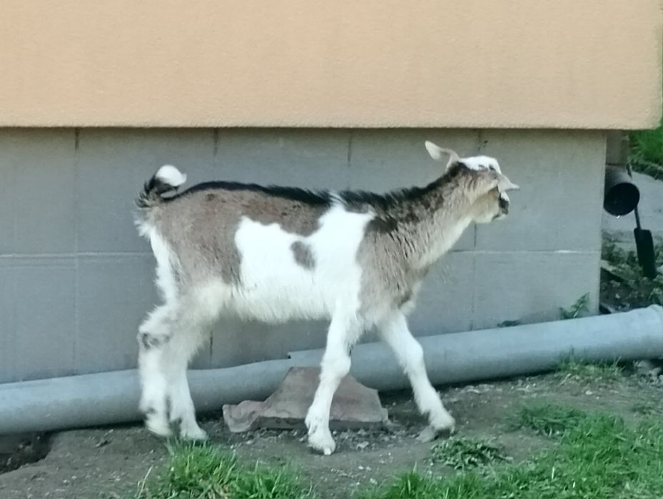 Młody  capek  3 miesięczny