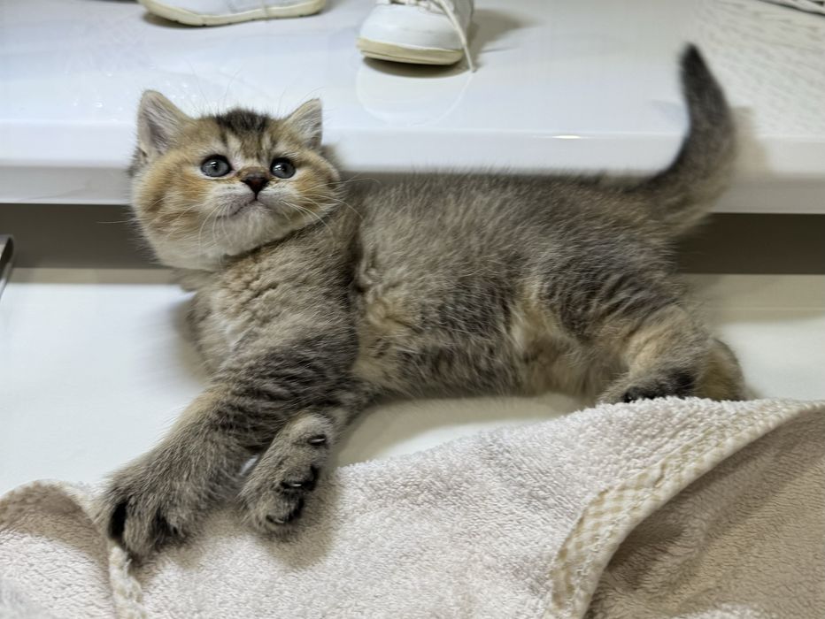 Британские котята шиншила