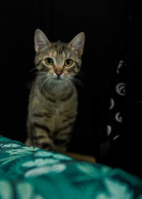 Chilli szuka domu! Fundacja "Stawiamy na Łapy"