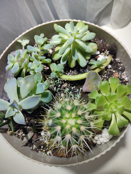 Кімнатні рослини:  Драцена, Філодендрон, епіпремнум, сукулен