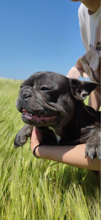 Французский бульдог