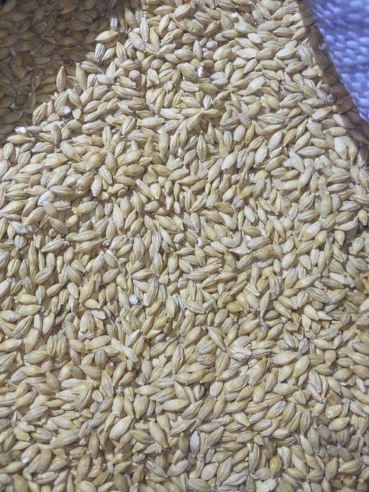 Jęczmień jary paszowy