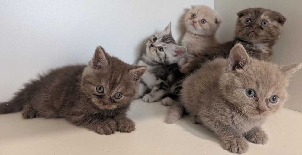 Кошенята Шотландці