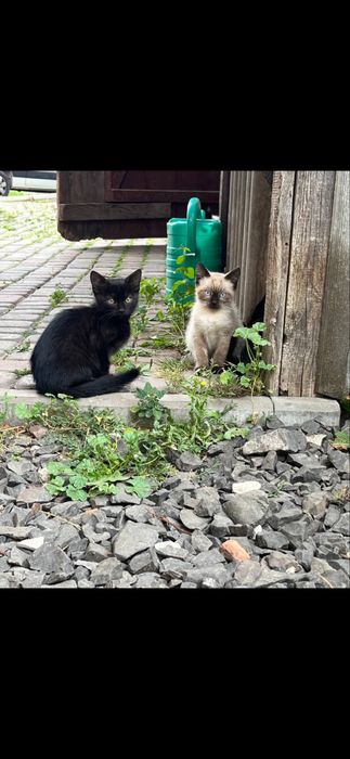 Котики шукають дім