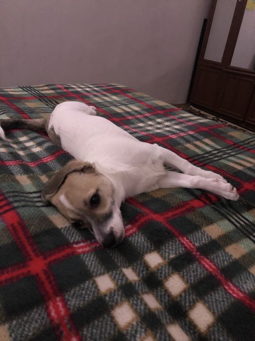 Отдам в хорошие руки