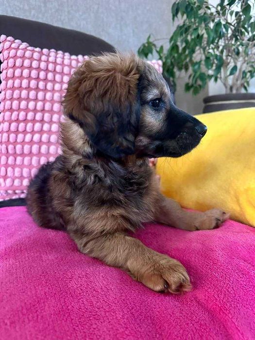 Maluch do adopcji - Lukrecja!