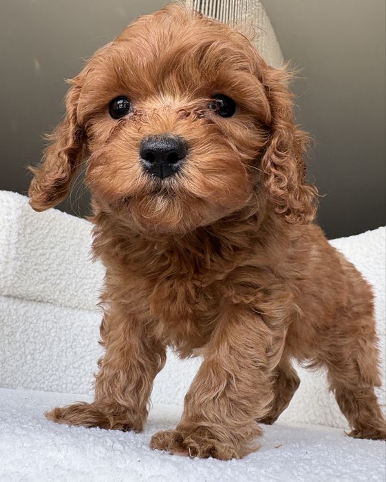 Cavapoo sliczny piesek