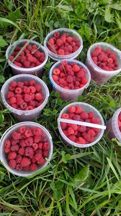 Малина, ожина заморожена. Івано-Франківськ