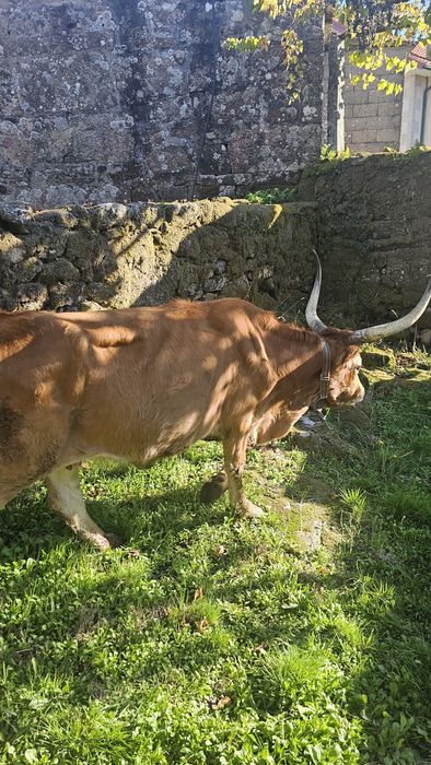 Vaca cachena registada