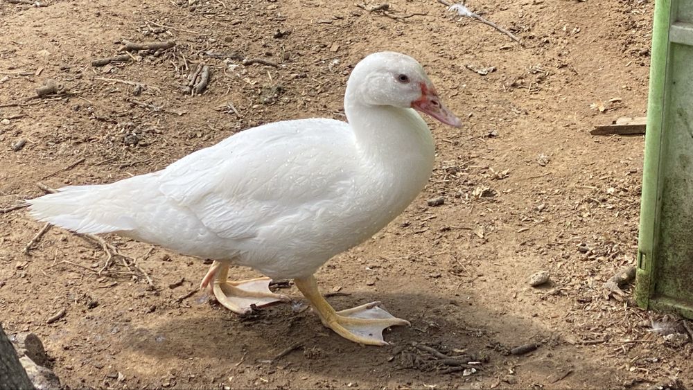 Patos-mudos (de olhos azuis!)