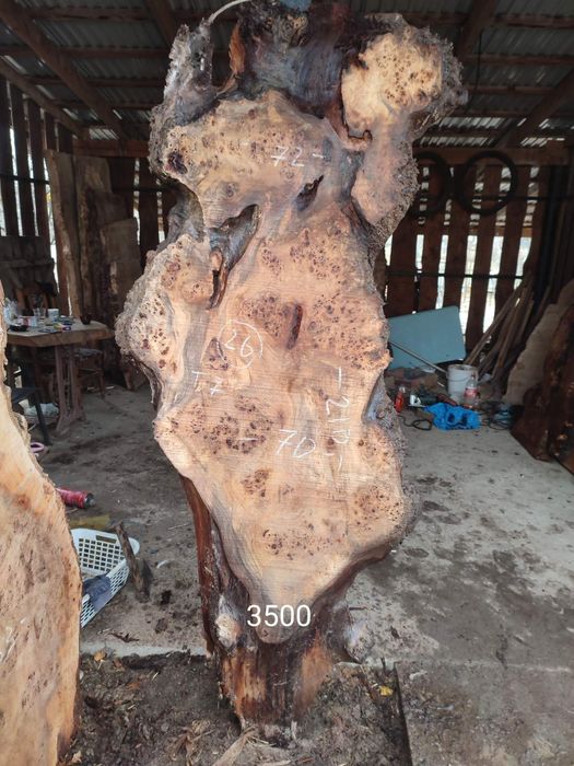 Кап капова тополя