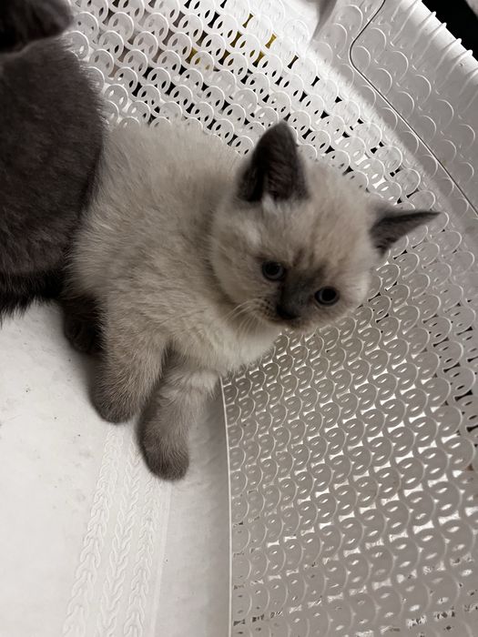 Kotka brytyjska Point